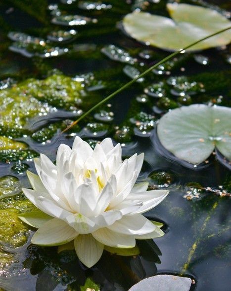 A serene white water lily in full bloom floating on a calm pond, surrounded by green lily pads and moss-covered water.