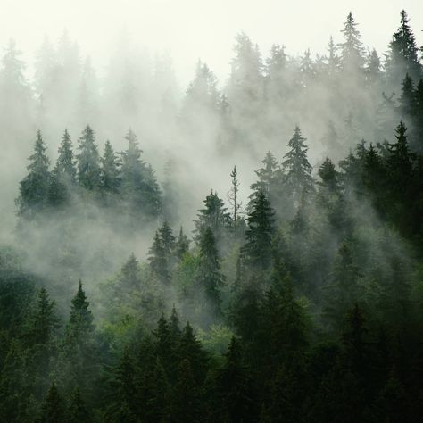 A foggy forest scene featuring tall trees and evergreens, shrouded in mist, creating a serene and mysterious atmosphere.