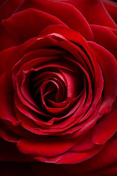 A close-up view of a vibrant red rose, showcasing its delicate petals and rich color against a blurred background.