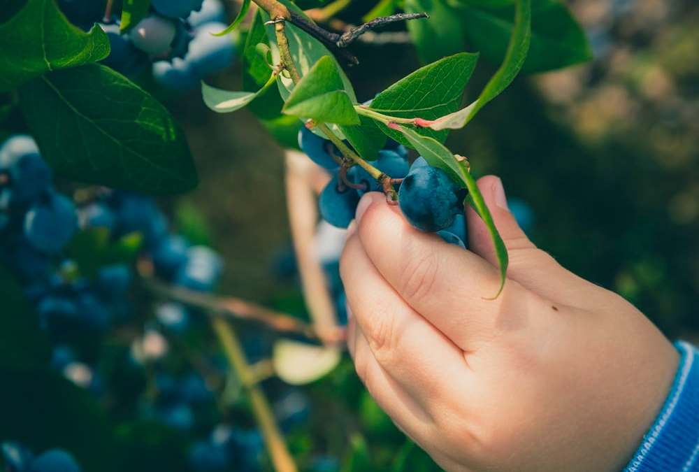 A young child carefully selecting blueberries from a tree, with vibrant foliage in the background and a sunny atmosphere.