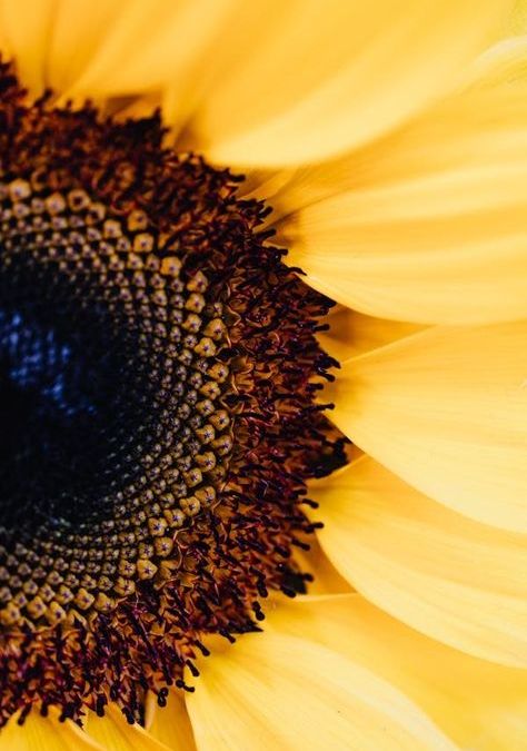 Close-up image of a sunflower